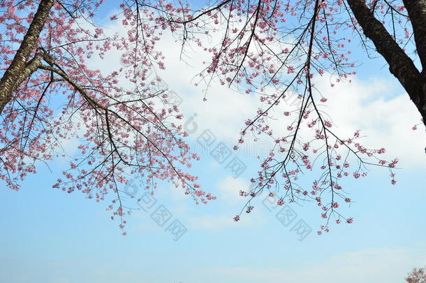 春天的花朵粉红色的花朵