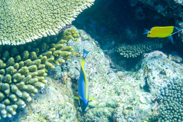 刺五加蓝色气候珊瑚潜水