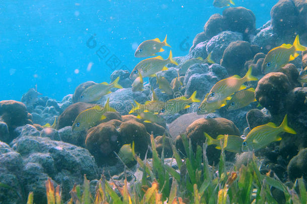 水族馆保护珊瑚潜水过滤