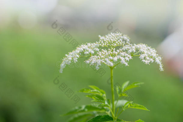 接骨木花