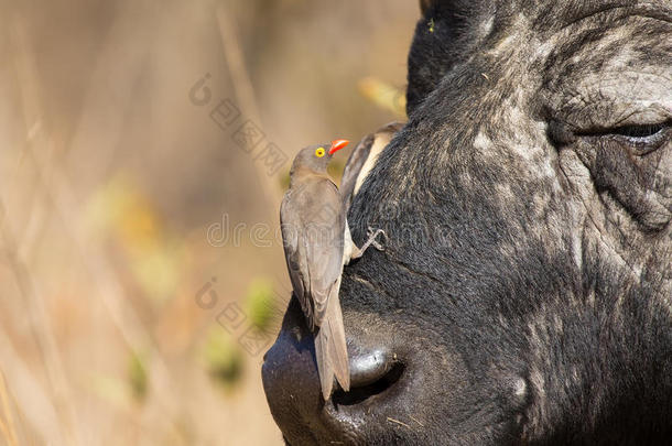 披风水牛与红嘴牛啄木鸟寻找昆虫