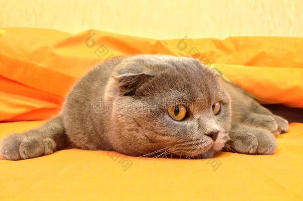 猫苏格兰折叠床