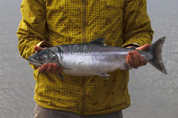 渔夫拿着一条大西伯利亚鲑鱼