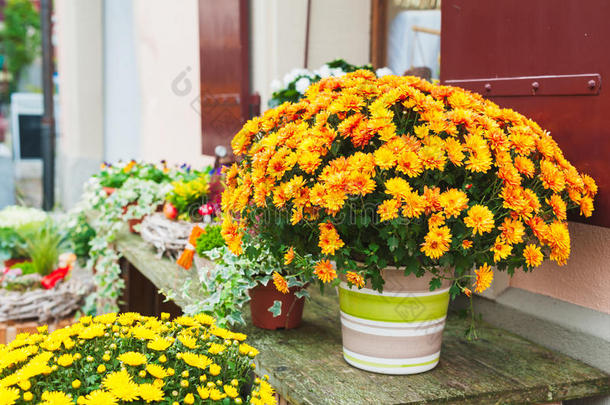 花盆里漂亮的<strong>菊花</strong>