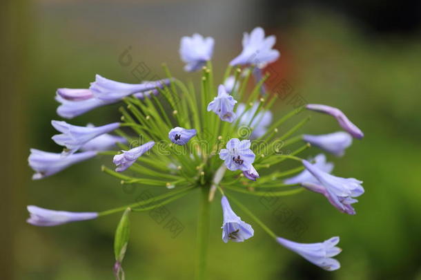 龙舌草开花