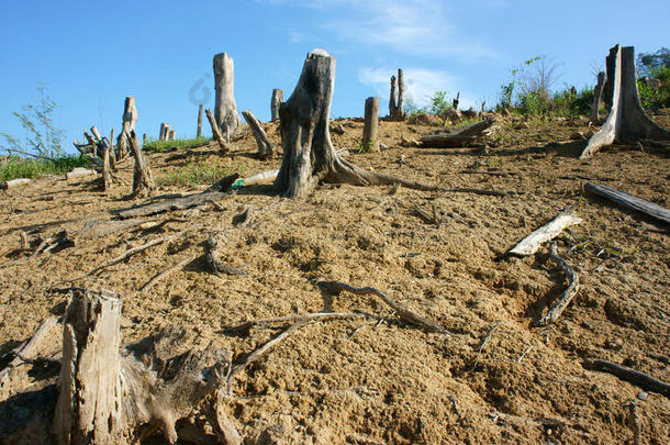 <strong>砍伐</strong>森林，树桩，改变气候，生活环境