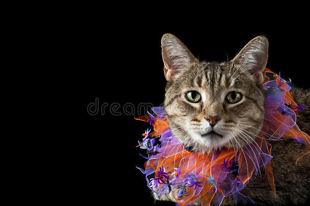 带紫色和橙色万圣节领子的猫