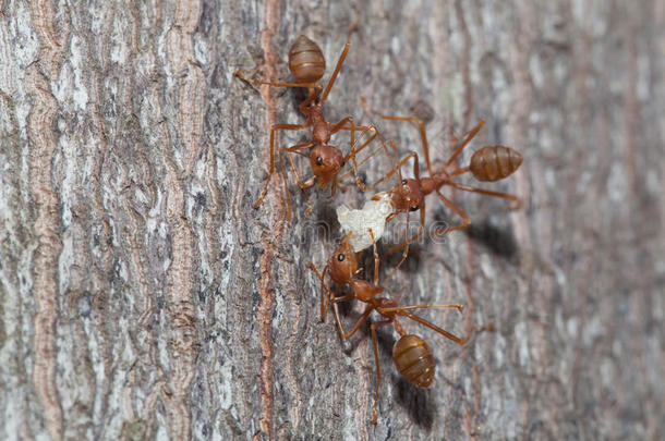蚂蚁团队合作