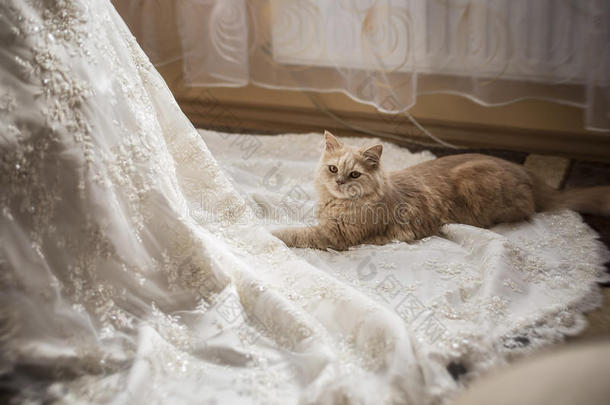 坐在婚纱旁边的猫