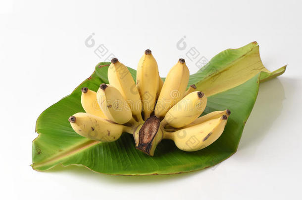 在绿色<strong>香蕉</strong>叶上<strong>种植香蕉</strong>。