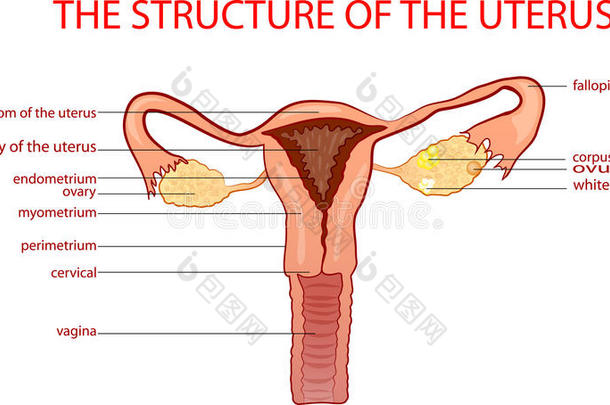 解剖学解剖生物学子宫颈的子宫颈