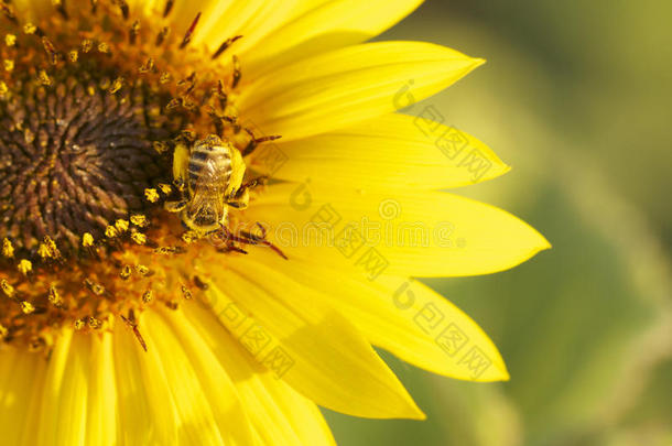 日落时在黄花上蜜蜂
