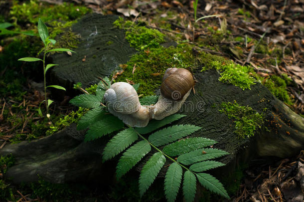 木头树桩上有两只蜗牛的照片