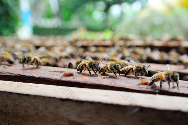 农业蜜蜂蜂巢养蜂人养蜂