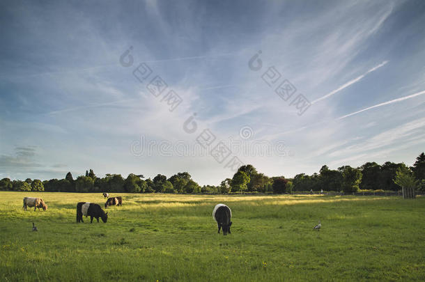 英格兰夏季傍晚农场田地里的奶牛景观
