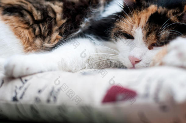 可爱极了动物睡着的床毯子