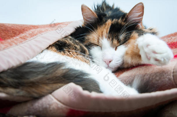可爱极了动物睡着的床毯子