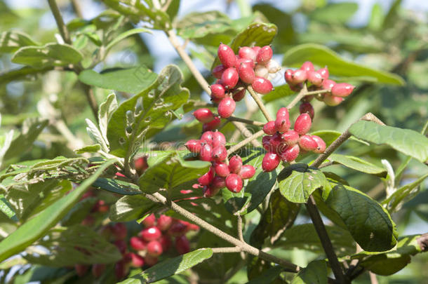 水芹科浆果植物学水牛莓梳<strong>齿科</strong>