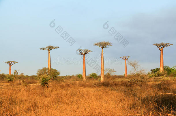 猴面包树景观马达加斯加