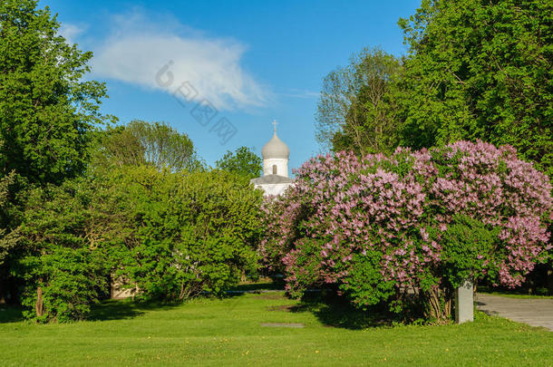 假设教堂由盛开的紫丁香树框架在雅罗斯拉夫的庭院在维里克诺沃罗德，俄罗斯