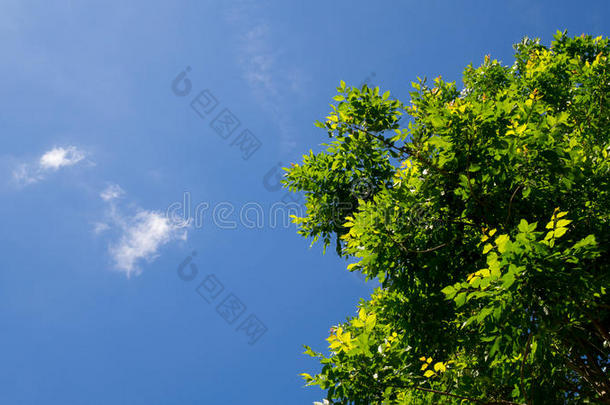 夏天，绿叶树对着蓝天