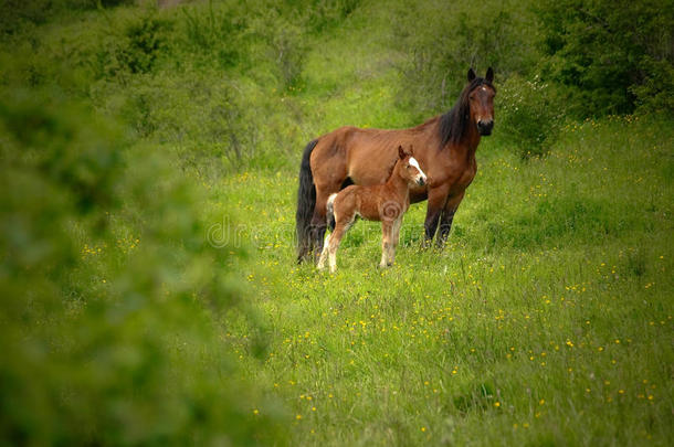纳瓦拉山绿色田野里的几匹马。