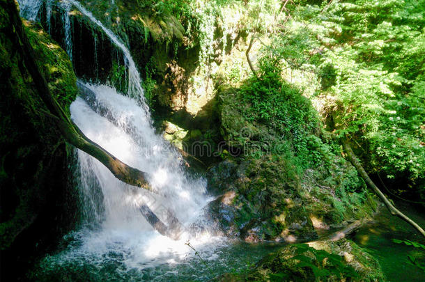 森林河流在山上，自然景观与树木和河流