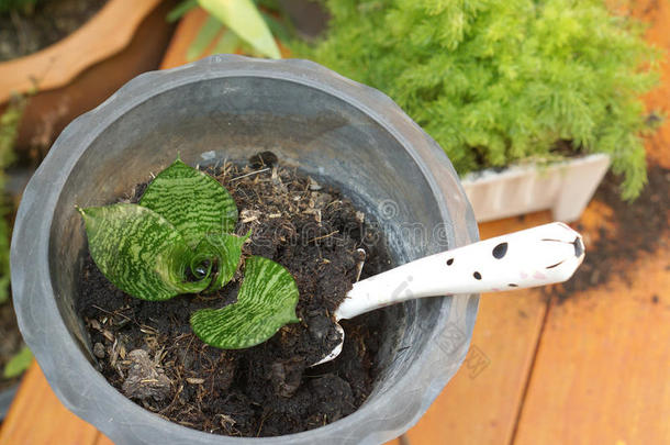 花园铁锹在塑料植物盆栽与小植物