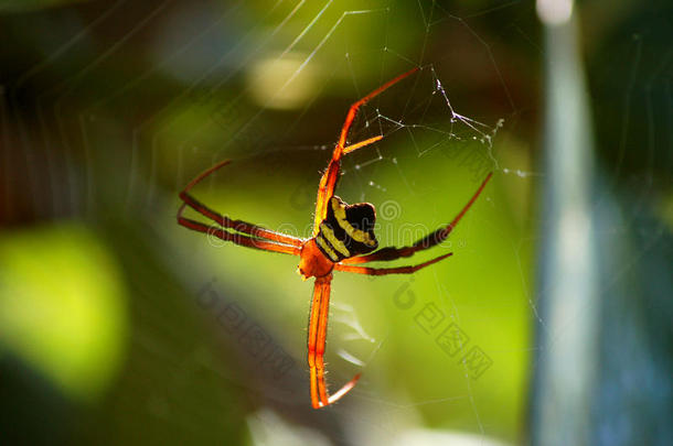 亚洲ArgiopeOrb织女蜘蛛在网上