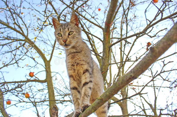 猫呆在树枝上