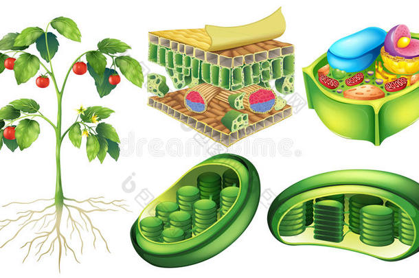 解剖背景生物学植物学卡片