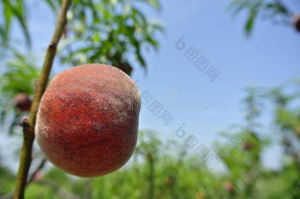 在一个阳光明媚的日子里，果园里树上一颗成熟的红桃的特写