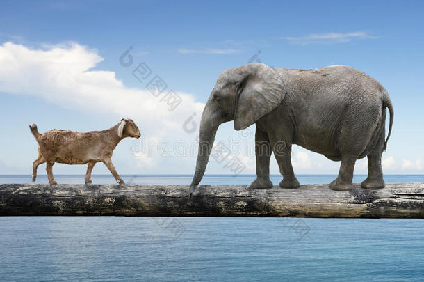 大象和羊走在独木桥上
