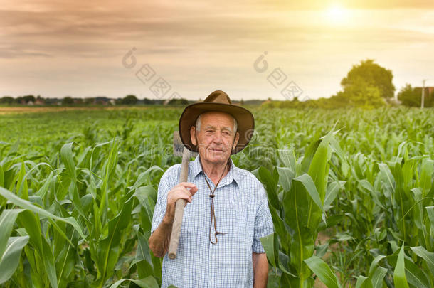 农民在玉米地里拿锄头