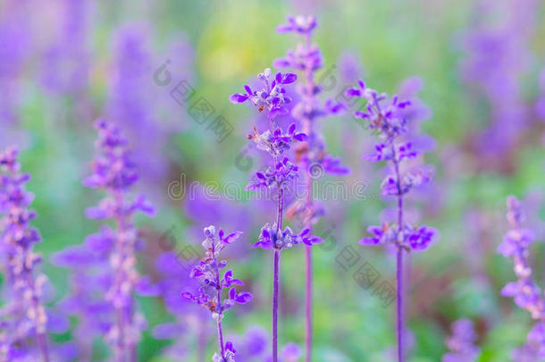 花园里美丽的紫色薰衣草花