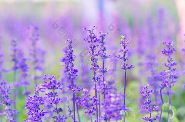 花园里美丽的紫色薰衣草花