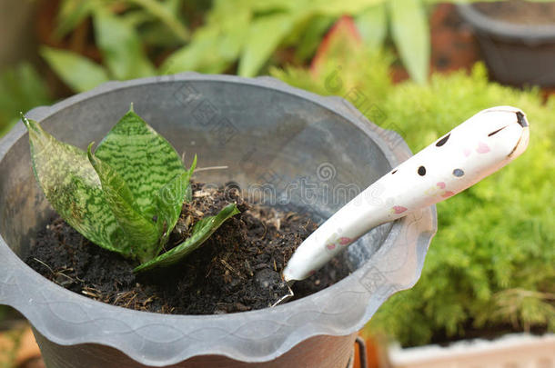 花园铁锹在塑料植物盆栽与小植物