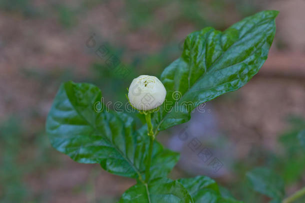 萌芽的茉莉花