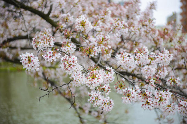春天树上的樱花