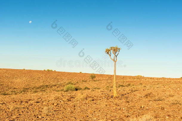 单独<strong>地峡</strong>谷沙漠鱼风景