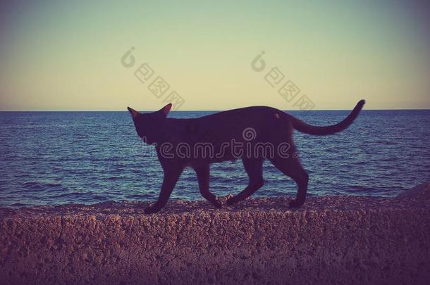沿着猫边缘海行走