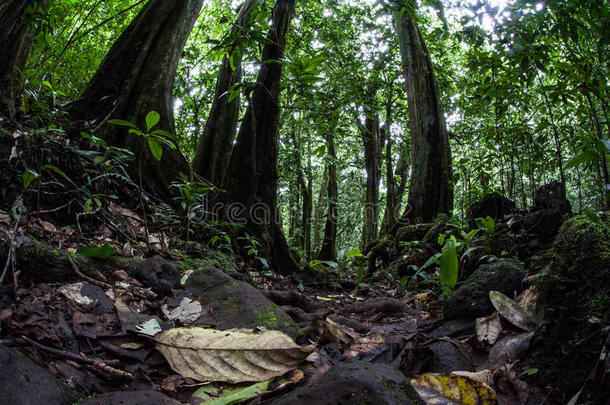 热带雨林的地板