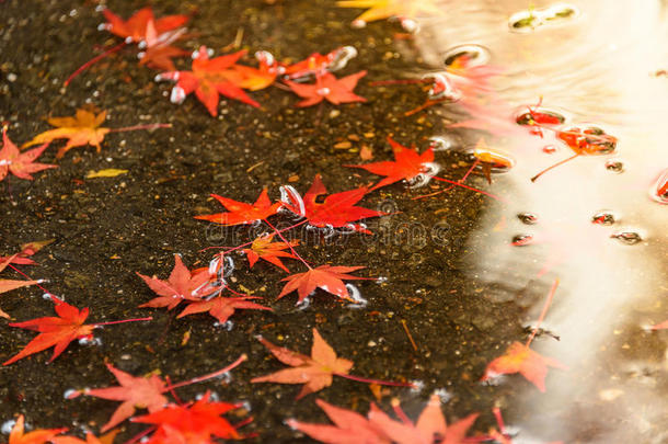 秋天每年落叶的落下落叶植物区系