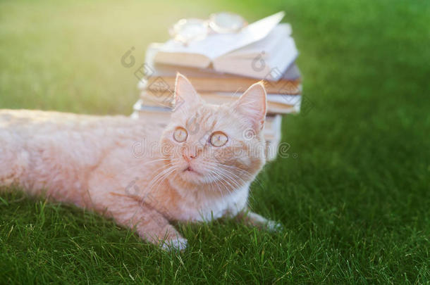 有趣的害怕猫躺在草地上，带着书和眼镜