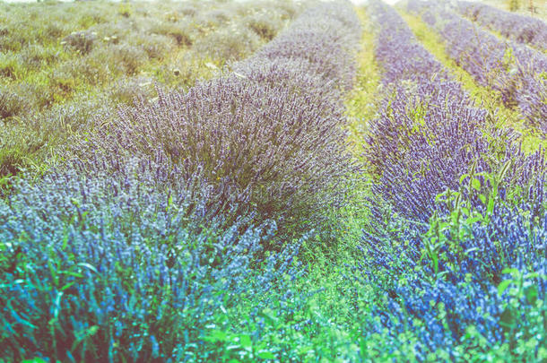 农业芳香芳香疗法<strong>背景</strong>美丽的