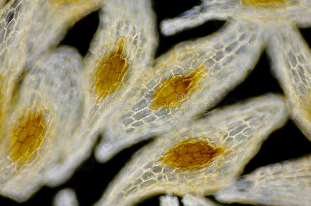 生物学黑色植物学的植物学棕色的