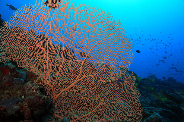 金刚扇珊瑚