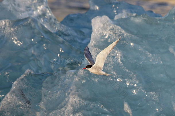 北极燕鸥