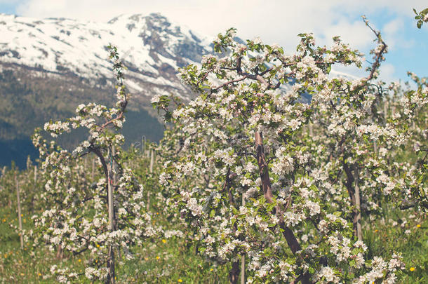 挪威哈丹格盛开的苹果花园
