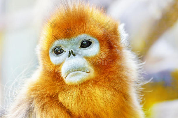 可爱的金色鼻子猴子在他的自然栖息地野生动物